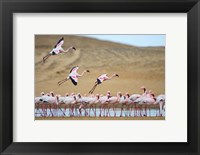 Framed Greater Flamingos, Namibia