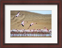 Framed Greater Flamingos, Namibia