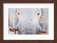 Framed African Elephant, Etosha National Park, Namibia