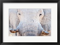 Framed African Elephant, Etosha National Park, Namibia
