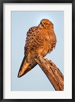 Framed Greater Kestrel, Etosha National Park, Namibia