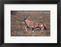 Framed Gemsbok, Etosha National Park, Namibia