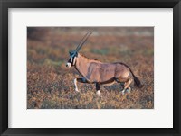 Framed Gemsbok, Etosha National Park, Namibia