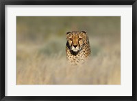 Framed Cheetah, Etosha National Park, Namibia