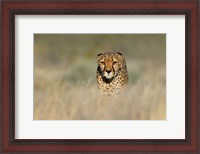 Framed Cheetah, Etosha National Park, Namibia