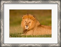 Framed African Lion, Ndutu, Ngorongoro Conservation Area, Tanzania