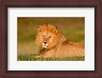 Framed African Lion, Ndutu, Ngorongoro Conservation Area, Tanzania
