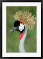 Framed Grey Crowned Crane, Ngorongoro Crater, Tanzania