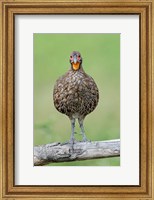 Framed Grey-Breasted Spurfowl, Ndutu, Ngorongoro Conservation Area, Tanzania