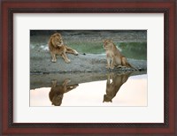 Framed African Lion and Lioness, Ngorongoro Conservation Area, Tanzania