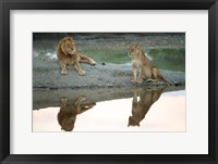 Framed African Lion and Lioness, Ngorongoro Conservation Area, Tanzania