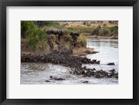 Framed Wildebeests crossing Mara River, Serengeti National Park, Tanzania