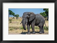 Framed African Elephant, Ndutu, Ngorongoro Conservation Area, Tanzania