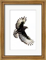 Framed Long-Crested Eagle, Ndutu, Ngorongoro Conservation Area, Tanzania