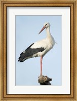 Framed White Stork, Ndutu, Ngorongoro Conservation Area, Tanzania