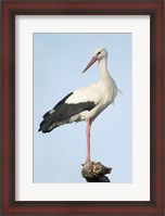 Framed White Stork, Ndutu, Ngorongoro Conservation Area, Tanzania