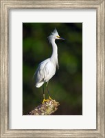 Framed Snowy Egret, Tortuguero, Costa Rica