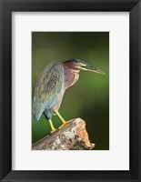 Framed Green Heron, Tortuguero, Costa Rica