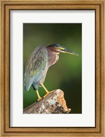 Framed Green Heron, Tortuguero, Costa Rica