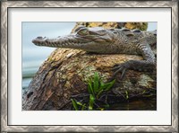 Framed American Crocodile, Tortuguero, Costa Rica