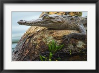 Framed American Crocodile, Tortuguero, Costa Rica