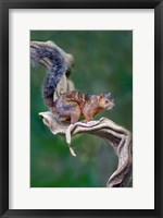 Framed Variegated Squirrel, Sarapiqui, Costa Rica