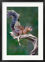 Framed Variegated Squirrel, Sarapiqui, Costa Rica