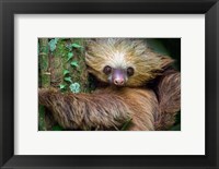 Framed Two-Toed Sloth, Tortuguero, Costa Rica
