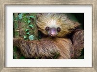 Framed Two-Toed Sloth, Tortuguero, Costa Rica