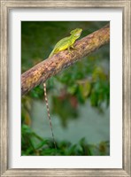 Framed Plumed Basilisk, Costa Rica