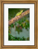 Framed Plumed Basilisk, Costa Rica