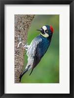 Framed Acorn Woodpecker, Costa Rica