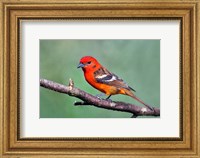 Framed Flame-Colored Tanager Savegre, Costa Rica