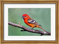 Framed Flame-Colored Tanager Savegre, Costa Rica