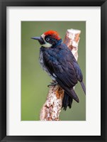 Framed Black Acorn Woodpecker, Savegre, Costa Rica
