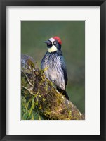 Framed Acorn Woodpecker, Savegre, Costa Rica (vertical)