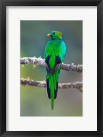 Framed Bird on a Branch, Savegre, Costa Rica