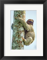 Framed Three-Toed Sloth, Sarapiqui, Costa Rica