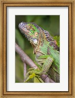 Framed Green Iguana, Sarapiqui, Costa Rica