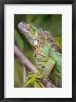 Framed Green Iguana, Sarapiqui, Costa Rica