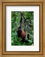 Framed Spider Monkey, Sarapiqui, Costa Rica