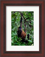 Framed Spider Monkey, Sarapiqui, Costa Rica
