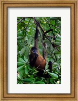 Framed Spider Monkey, Sarapiqui, Costa Rica