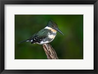 Framed Green Kingfisher, Tortuguero, Costa Rica