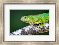 Framed Green Iguana, Tarcoles River, Costa Rica