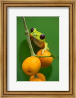 Framed Red-Eyed Tree Frog (Agalychnis callidryas), Tarcoles River, Pacific Coast, Costa Rica
