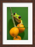 Framed Red-Eyed Tree Frog (Agalychnis callidryas), Tarcoles River, Pacific Coast, Costa Rica