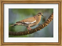 Framed White-Winged Dove, Tarcoles River, Costa Rica