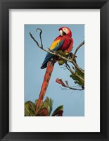 Framed Scarlet Macaw Tarcoles River, Pacific Coast, Costa Rica