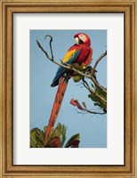 Framed Scarlet Macaw Tarcoles River, Pacific Coast, Costa Rica